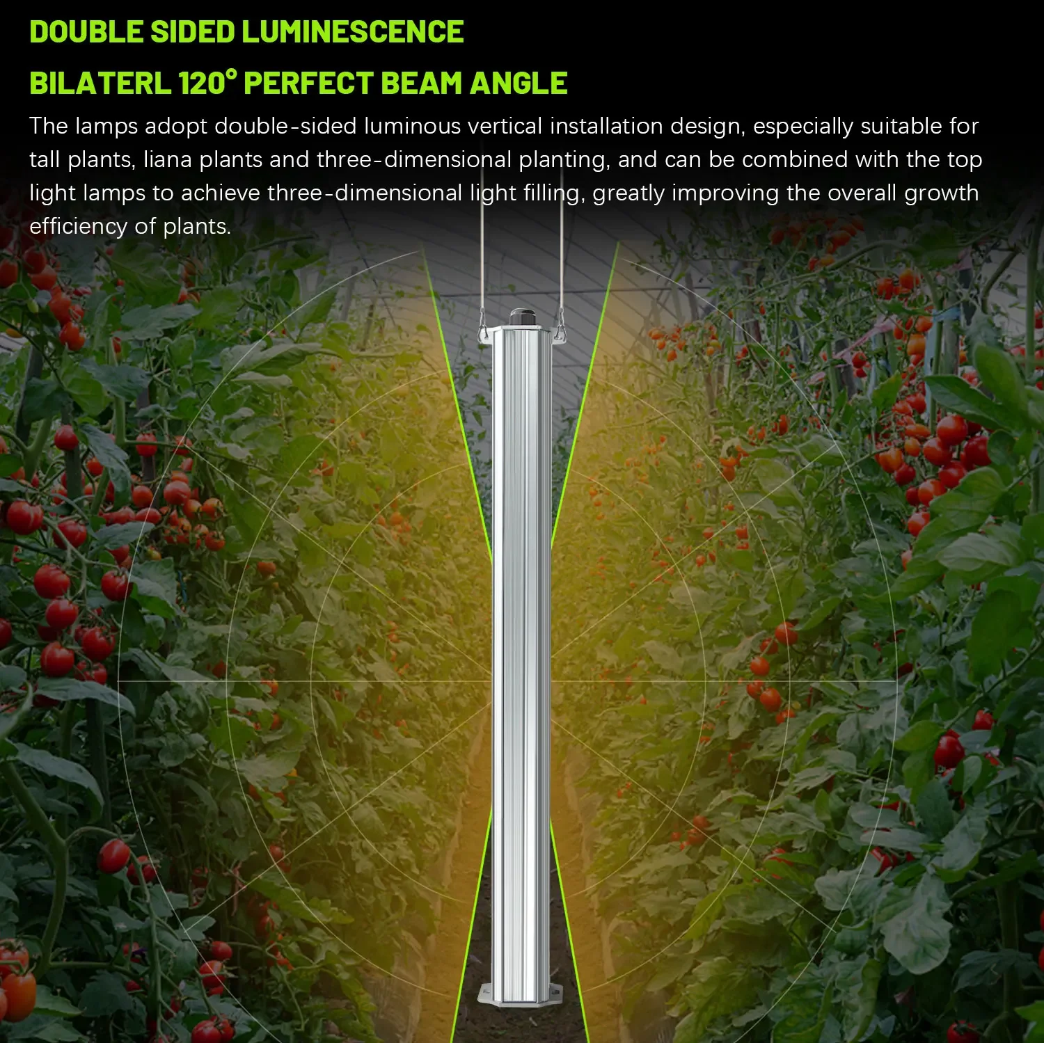 Agriculture Tomato Farming - Mejor Sistema de Cultivo Vertical Hidropónico
