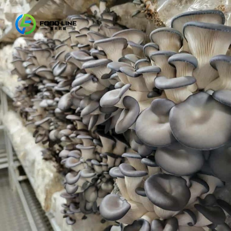Granja Modular en Contenedores - Urban Farming Agriculture reseña y precio