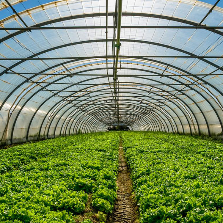 Invernadero de tomate agrícola - Agriculture Tomato Farming reseña y precio