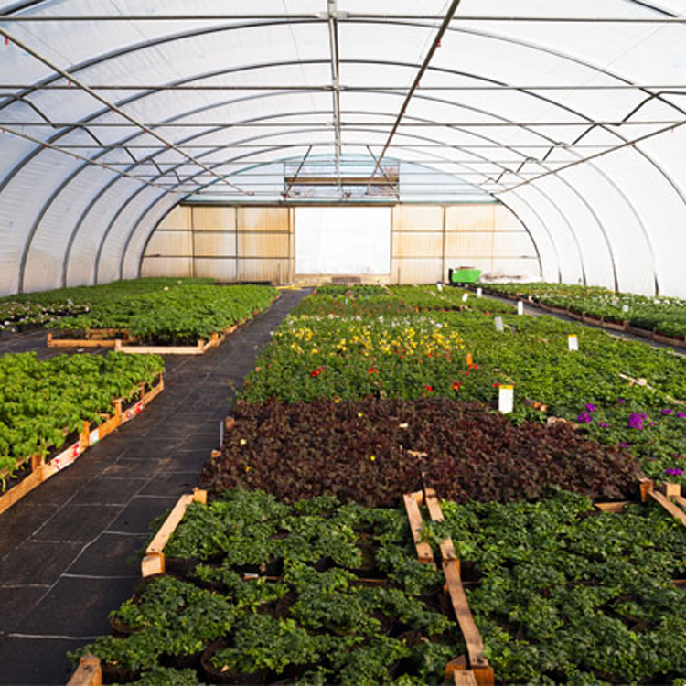 Invernadero de tomate agrícola - Agriculture Tomato Farming reseña y precio
